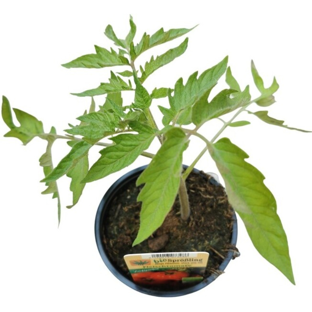 BIOTomatenpflanze ‘Fleischtomate’ 10.5 cm Topf