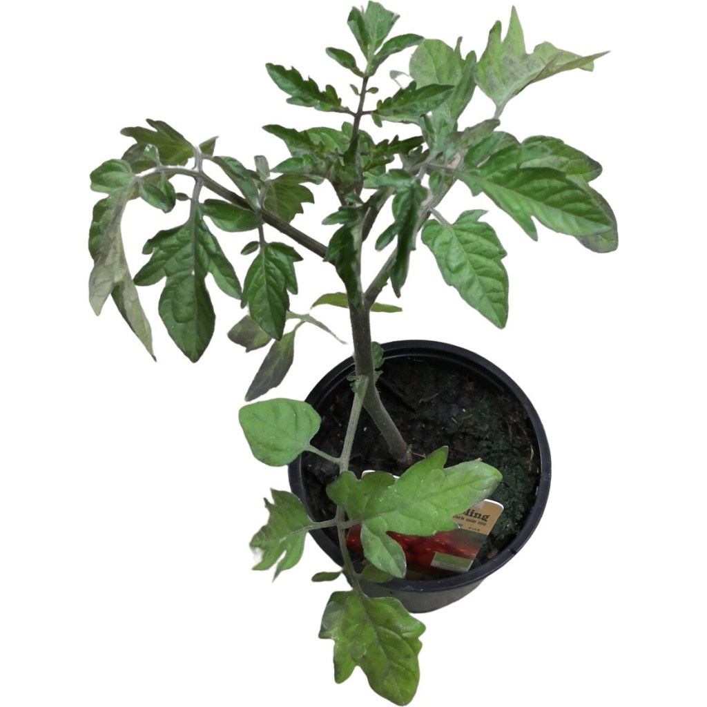 BIOTomatenpflanze ‘Cocktailtomate Rot’ 10.5 cm Topf